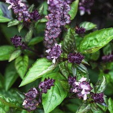 50 Spicy Basil Seeds UK Purple