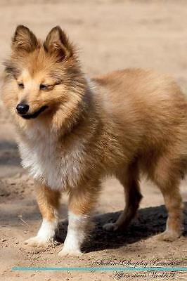 Shetland sheepdog affirmations - shetland,