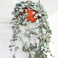 Ceropegia Woodii String of Hearts Indoor Air Purifying House Plants in Plant Pot