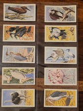 African birds rhodesia - rhodesia, set