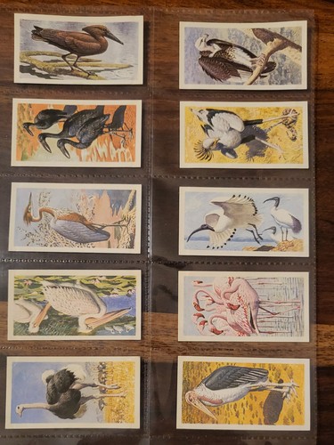 African birds rhodesia set - african,