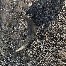 Toyota MR2 MK1 MkI - Front