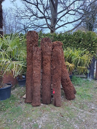 Dicksonia antarctica 7ft
