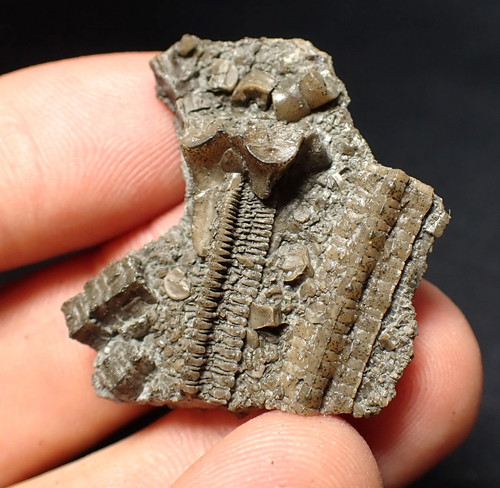 Detailed crinoid head - 3d,