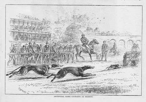 Greyhounds artificial hare - greyhounds,