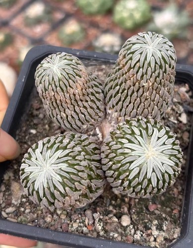 Pot 5cm succulent plant - 8.5cm,