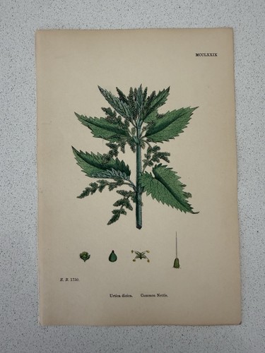Antique botanical print urtica - antique,