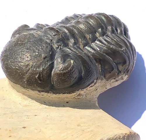 Fossil trilobite phacops - trilobite,