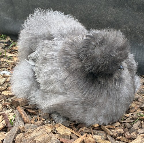 Free range blue silkie - blue, eggs