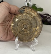 Jurassic Ammonite Fossil