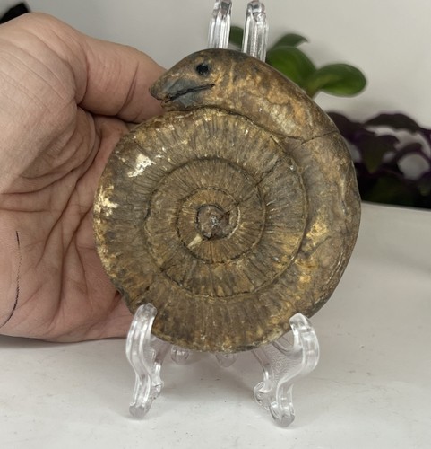 Jurassic ammonite fossil - jurassic,