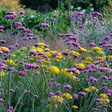 6 Verbena Bonariensis Perennial Bare Root Plants  Cut down