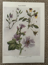Antique Print 1912 Botanical