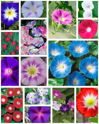 Sale morning glory - morning,
