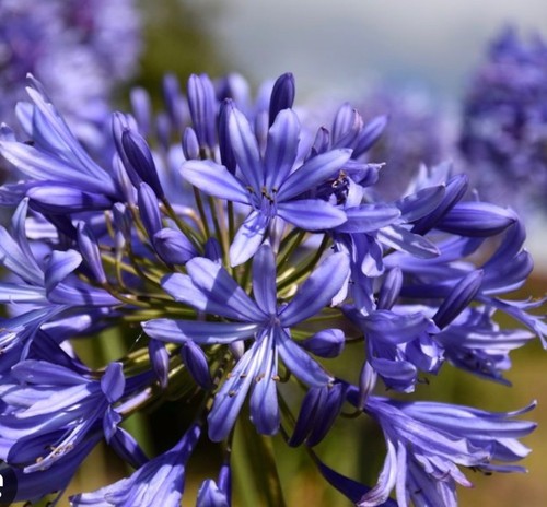 Agapanthus intermedius lily - agapanthus, 1