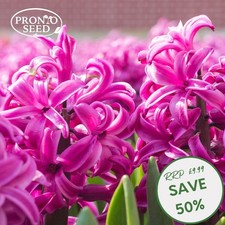 Hyacinth Pink Bulbs – 5