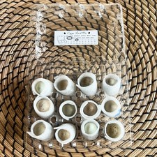 Button Quail / Chinese Painted