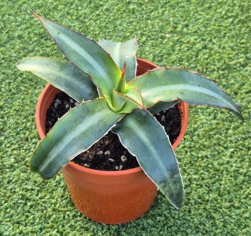Agave splendida - ‘splendida’,
