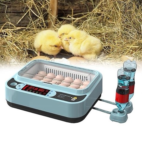 Egg incubator hatching - egg,