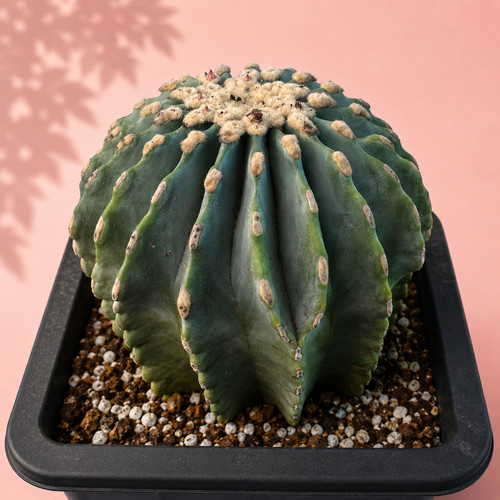 Rare crested cactus live - cactus,