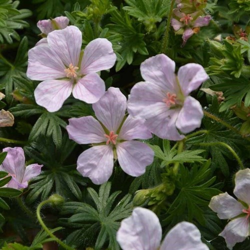 Geranium pink pouffe plug - pouffe,