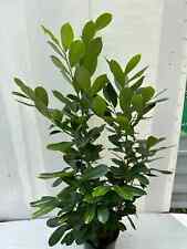 120 cm Potted Cherry Laurel