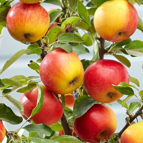 Large ft apple - -, 5