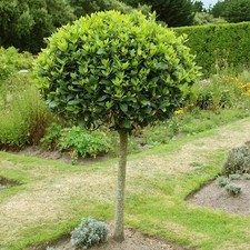 Evergreen Sweet Bay Tree Standard Lollipop Tree 70-80cm tall
