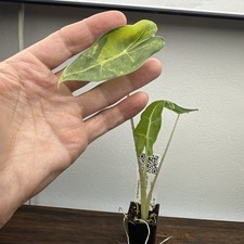 Alocasia sarian aurea - alocasia,