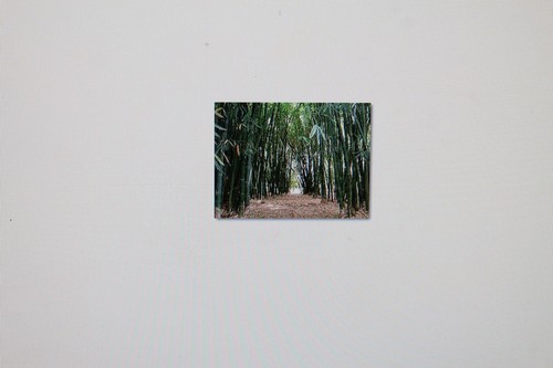 Seeds giant bamboo - giant,