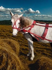 Handmade Horse Harness Set