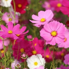 Cosmos mini plug plants mixed