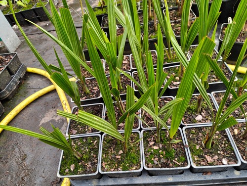 Butia odorata cm pot - odorata,