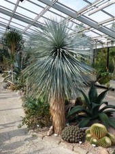 Yucca Rostrata 5 Seeds- Rare, Dense, Evergreen, Hardy