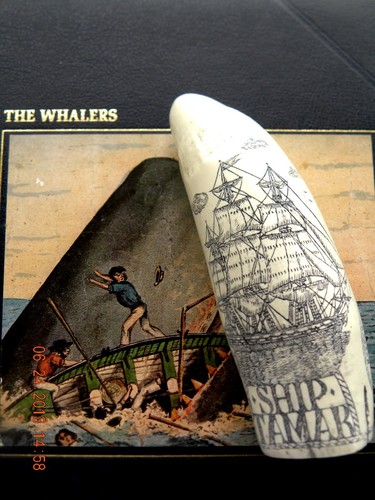 Scrimshaw sperm whale tooth - scrimshaw,