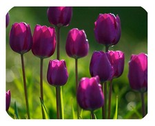 Tulip Triumph 'Purple Flag'  x