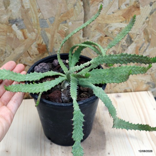 Star euphorbia vase - star, cm