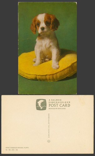 King charles spaniel - puppy, dog