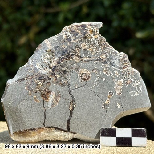 Promicroceras ammonite fossil - promicroceras,