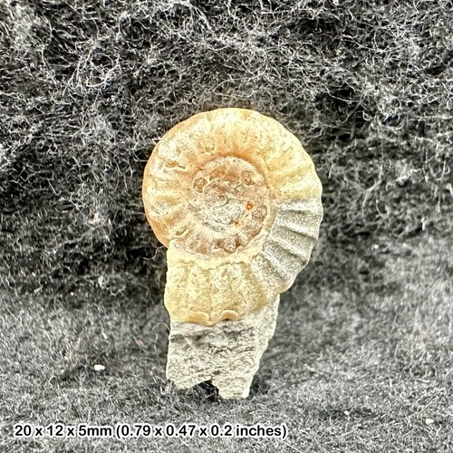 Charmouth promicroceras - charmouth,