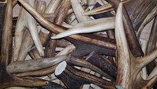 1kg of deer antler pieces of different sizes (scraps, waste etc...)