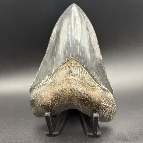 Top quality megalodon shark - top,