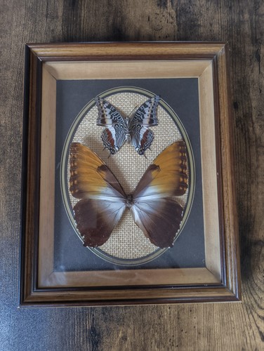 Framed taxidermy butterflies - taxidermy,