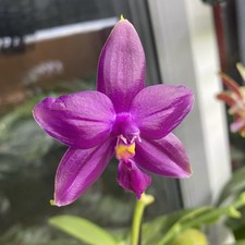 Fragrant Phalaenopsis Chienlung Gold Eagle x Yaphon Blue bird Orchid plant