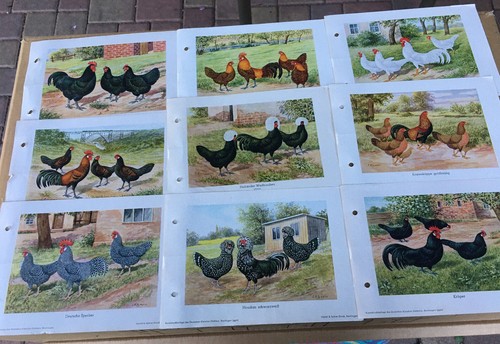 Gift idea for chicken - for,