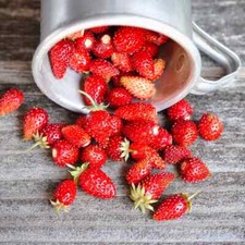 Vegetable Seeds UK  100+ Varieties Carrot Potatoes Cabbage Pea TOMATO SWEETCORN