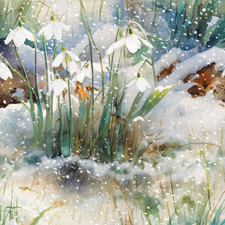 Woodland Snowdrops (Pack of 8)