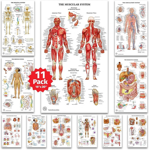 Human anatomy posters - human,