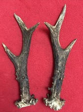 PAIR OF ROE DEER ANTLERS 136g