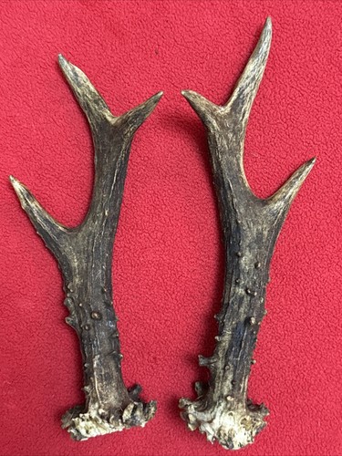 Pair roe deer - deer, antlers